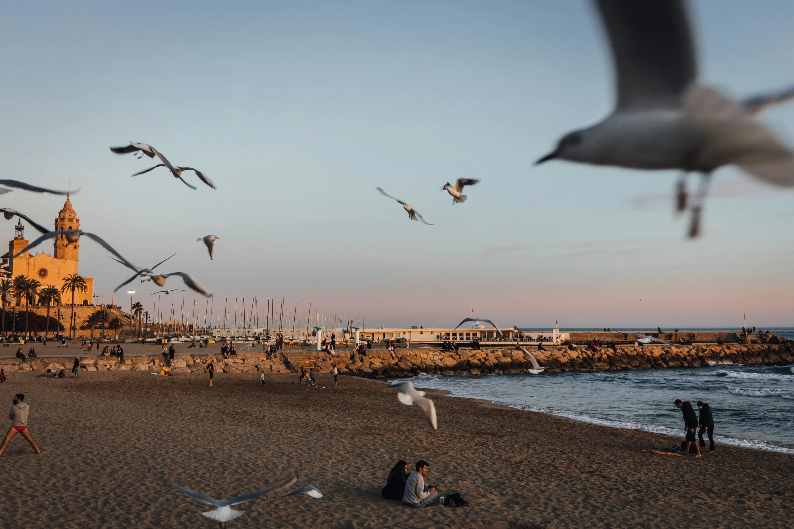 Gaviotas sobre la playa de Sitges con el puerto deportivo a lo lejos